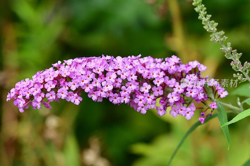 budleja / Butterfly Bush /夏季丁香